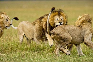 《漫威蜘蛛侠2》毒液并不是Eddie Brock