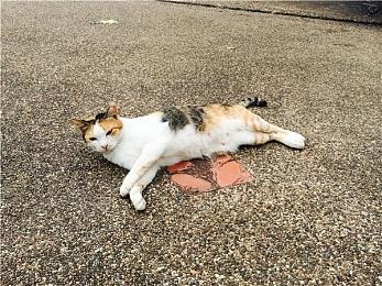 美国路易斯安那州起诉《Roblox》 称其纵容犯罪行为